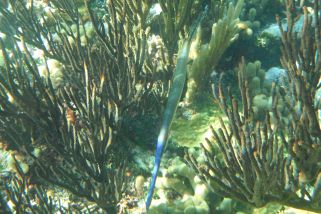 Fistularia tabacaria - Blaupunkt-Flötenfisch